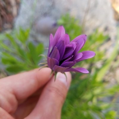 Osteospermum ecklonis, photographed by James C. Davis