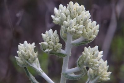 Pseudognaphalium biolettii, photographed by Millie Basden