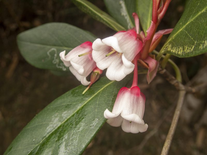 Enkianthus quinqueflorus, photographed by Lawrence Hylton