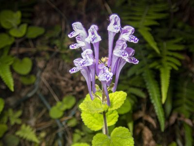 Scutellaria indica, photographed by Lawrence Hylton