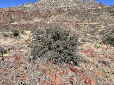 Quercus turbinella, photographed by CK2AZ
