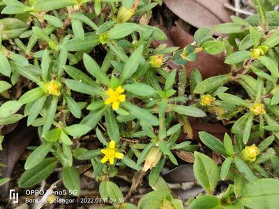 Pectis prostrata, photographed by Ong Jyh Seng