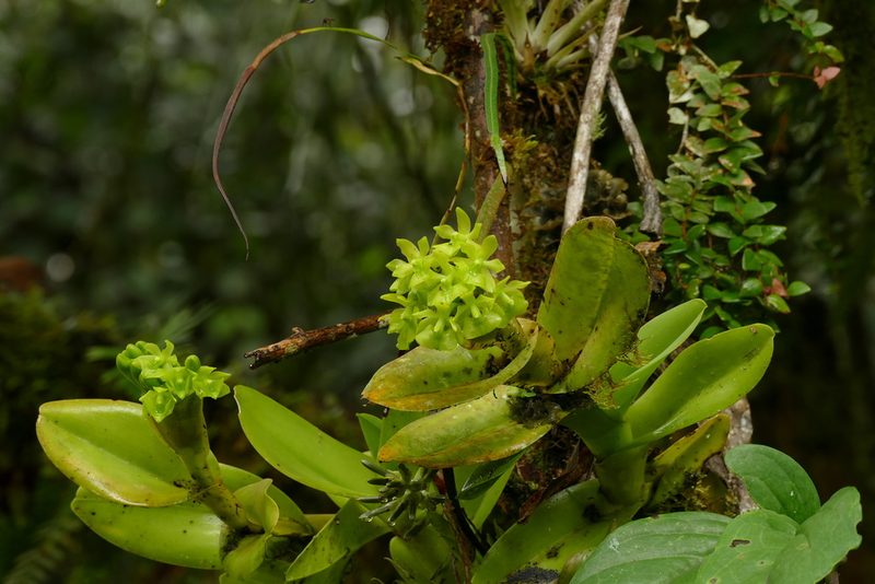 Epidendrum hardingiae, photographed by Skjold Søndergaard