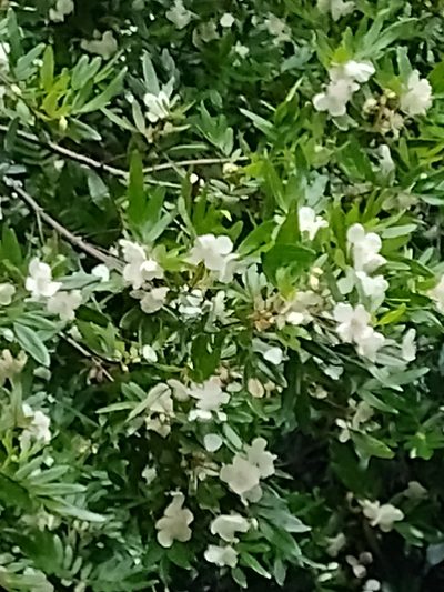 Eucryphia moorei, photographed by Tricia Kaye