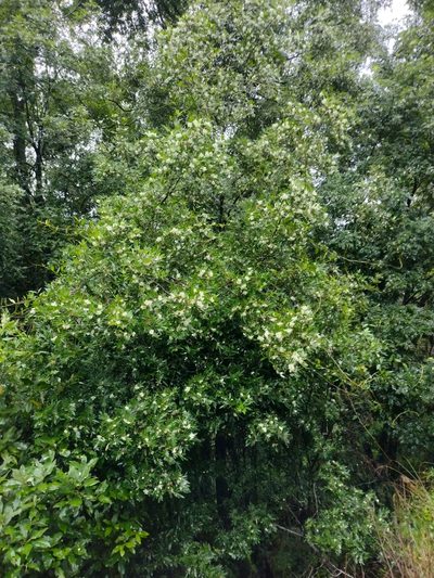 Eucryphia moorei, photographed by Tricia Kaye