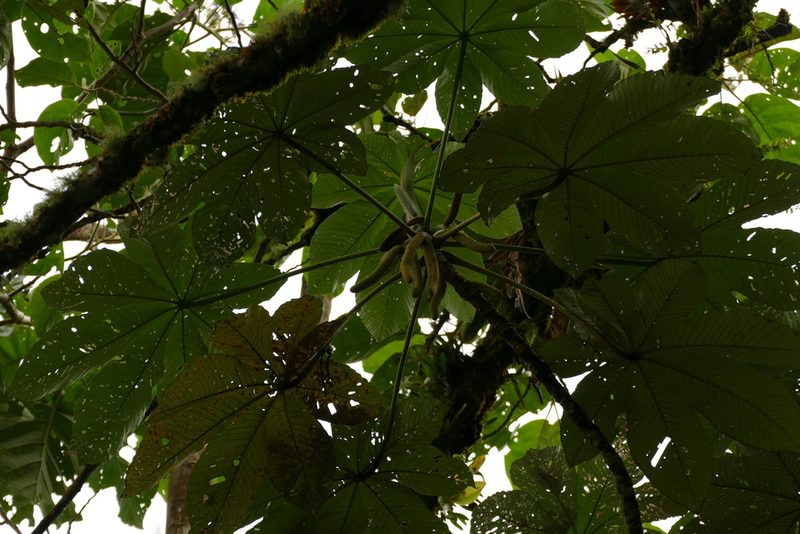 Cecropia telealba, photographed by Skjold Søndergaard