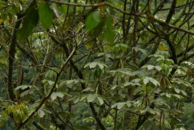 Cecropia telealba, photographed by Skjold Søndergaard