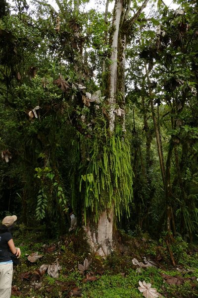 Cecropia telealba, photographed by Skjold Søndergaard