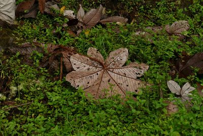 Cecropia telealba, photographed by Skjold Søndergaard