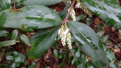 Leucothoe axillaris, photographed by Larry Jensen