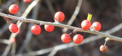 Ilex decidua, photographed by saltyhiker