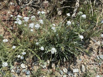 Cryptantha intermedia, photographed by Ingo Renner