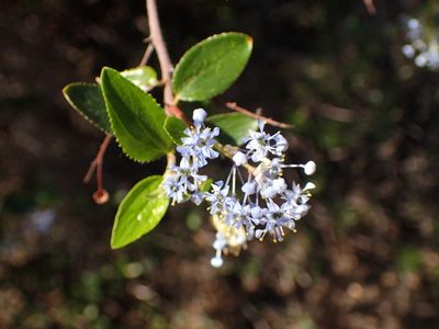Ceanothus oliganthus, photographed by George Williams