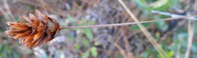 Xyris caroliniana, photographed by saltyhiker