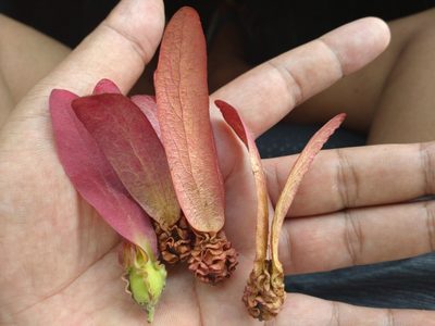 Dipterocarpus intricatus, photographed by Utain Pummarin