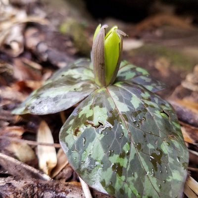 Trillium luteum, photographed by Leila Dasher