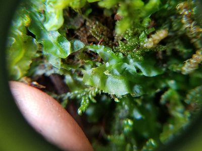 Pallavicinia lyellii, photographed by Leila Dasher