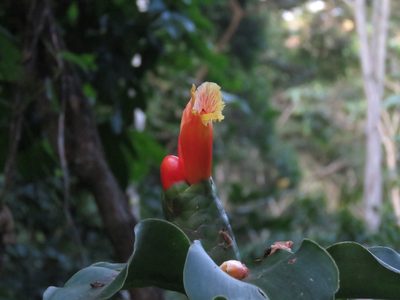 Costus pictus, photographed by Sobeida Morales