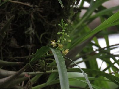 Prosthechea ochracea, photographed by Sobeida Morales