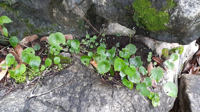 Peperomia claytonioides, photographed by Sobeida Morales
