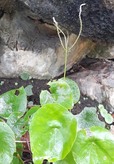 Peperomia claytonioides, photographed by Sobeida Morales