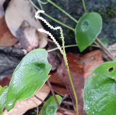 Peperomia claytonioides, photographed by Sobeida Morales
