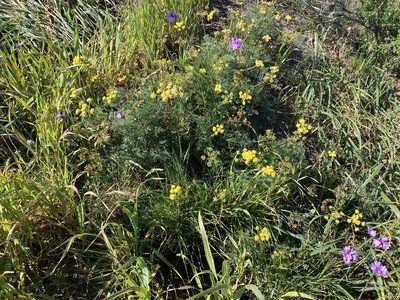 Lomatium caruifolium, photographed by Kylie Etter