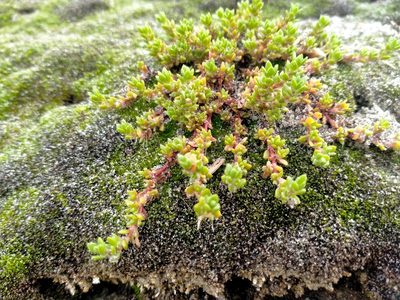 Crassula moschata, photographed by John Barkla