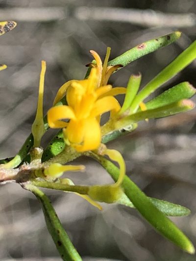 Persoonia mollis, photographed by Guy Taseski