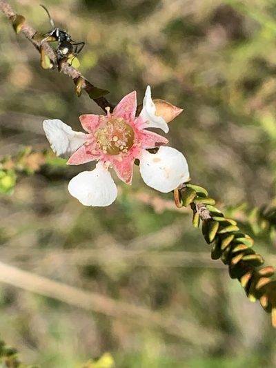 Leptospermum epacridoideum, photographed by Guy Taseski