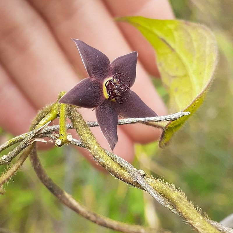 Urostephanus porphyranthus, photographed by Sobeida Morales