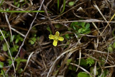 Leavenworthia texana, photographed by Michelle W. （鍾偉瑋）