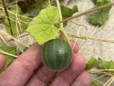 Trichosanthes scabra, photographed by John Witton