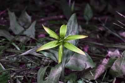 Erythronium rostratum, photographed by Michelle W. （鍾偉瑋）
