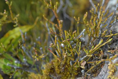 Exocarpos bidwillii, photographed by Christopher Stephens
