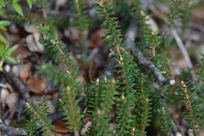 Androstoma empetrifolium, photographed by Christopher Stephens