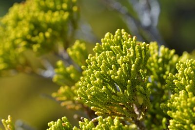 Halocarpus biformis, photographed by Christopher Stephens
