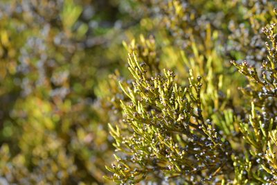 Exocarpos bidwillii, photographed by Christopher Stephens