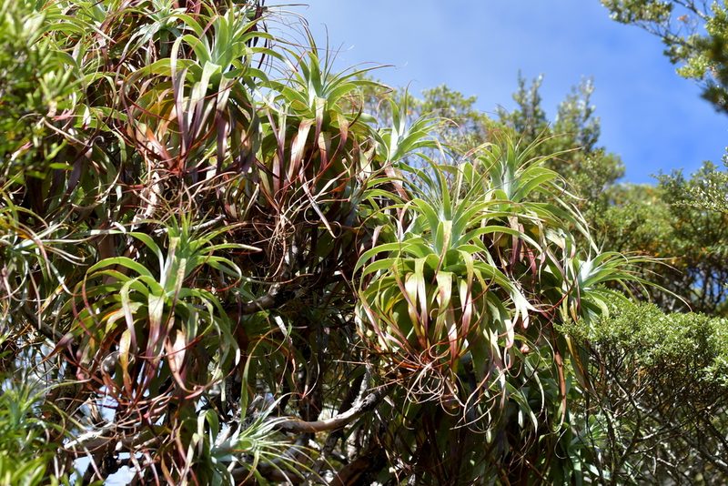 Dracophyllum traversii, photographed by Christopher Stephens