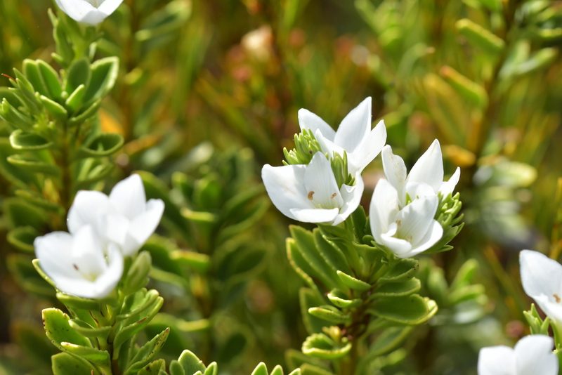 Veronica macrantha, photographed by Christopher Stephens