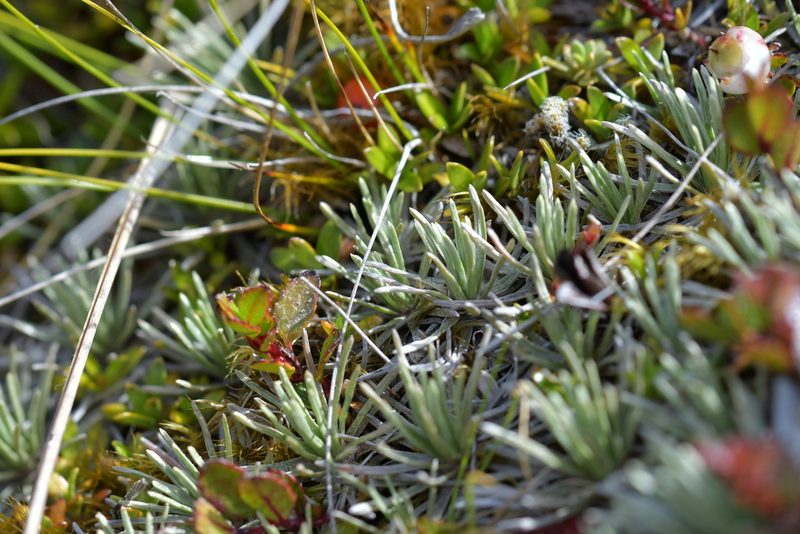 Celmisia sessiliflora, photographed by Christopher Stephens