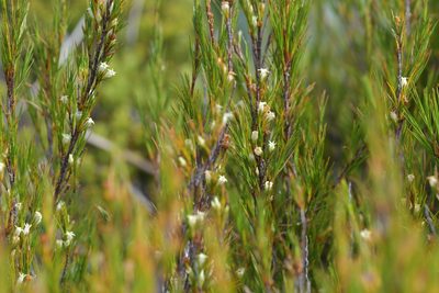 Dracophyllum rosmarinifolium, photographed by Christopher Stephens