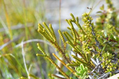 Veronica lycopodioides, photographed by Christopher Stephens