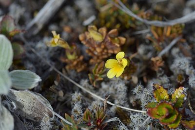 Euphrasia cockayneana, photographed by Christopher Stephens