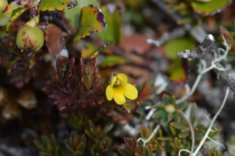 Euphrasia cockayneana, photographed by Christopher Stephens