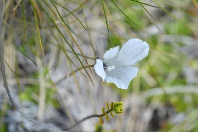 Wahlenbergia albomarginata, photographed by Christopher Stephens