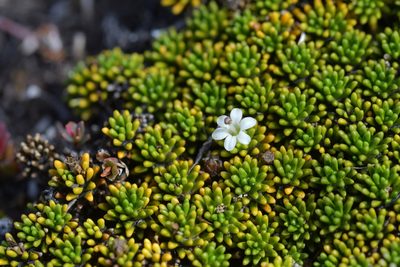 Phyllachne colensoi, photographed by Christopher Stephens