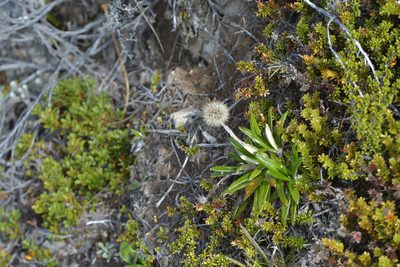 Celmisia spectabilis, photographed by Christopher Stephens