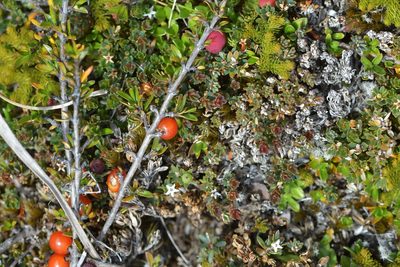 Coprosma cheesemanii, photographed by Christopher Stephens