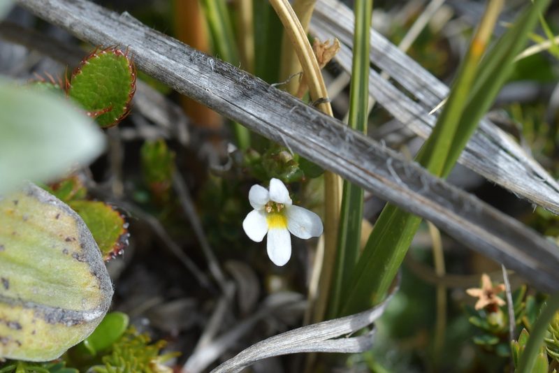 Euphrasia zelandica, photographed by Christopher Stephens